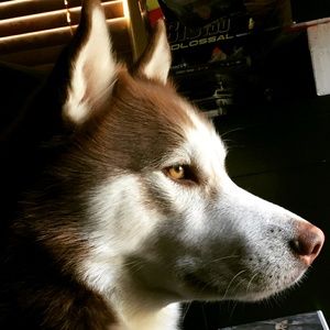 Meet your Posher, Joshua